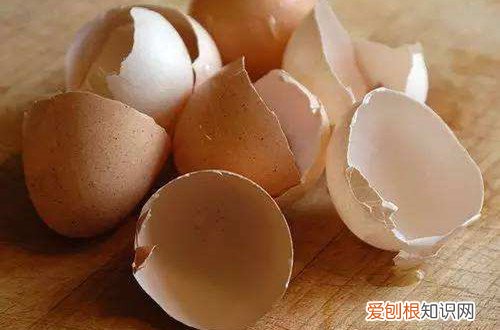 图 鸡蛋壳别扔 用鸡蛋壳养绿萝的方法和注意事项
