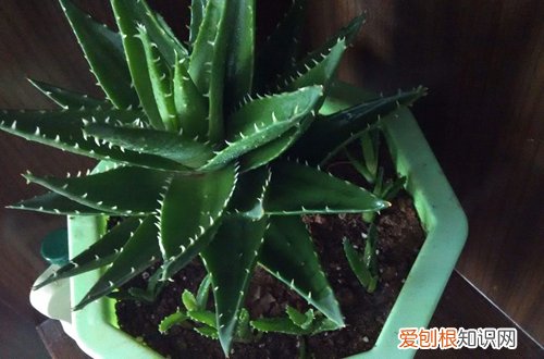 图 不夜城芦荟怎么养粗 不夜城芦荟养粗方法和注意事项