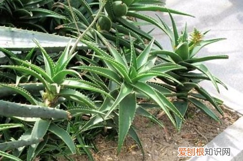 图 不夜城芦荟怎么养粗 不夜城芦荟养粗方法和注意事项