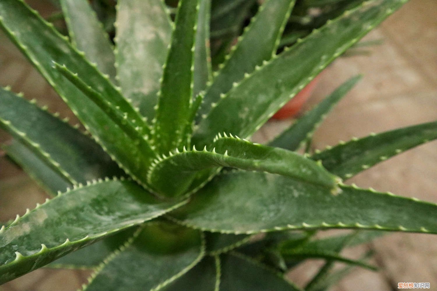 芦荟怎样插扦 芦荟扦插繁殖的方法，扦插后如何管理