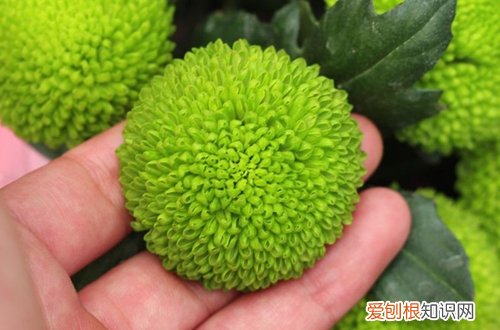 图 乒乓菊家养怎么浇水 多久浇一次水