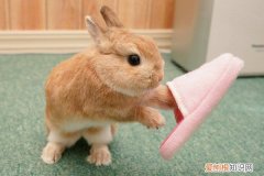 侏儒兔怎么训练上厕所，怎么让侏儒兔不随地大小便