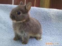 荷兰侏儒兔能长多大，荷兰侏儒兔可以长多大