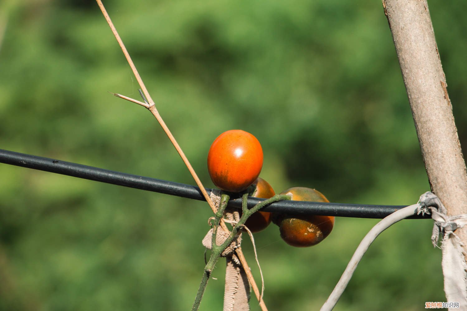 番茄可以扦插种植吗 番茄扦插育苗技术，扦插繁殖适合时间