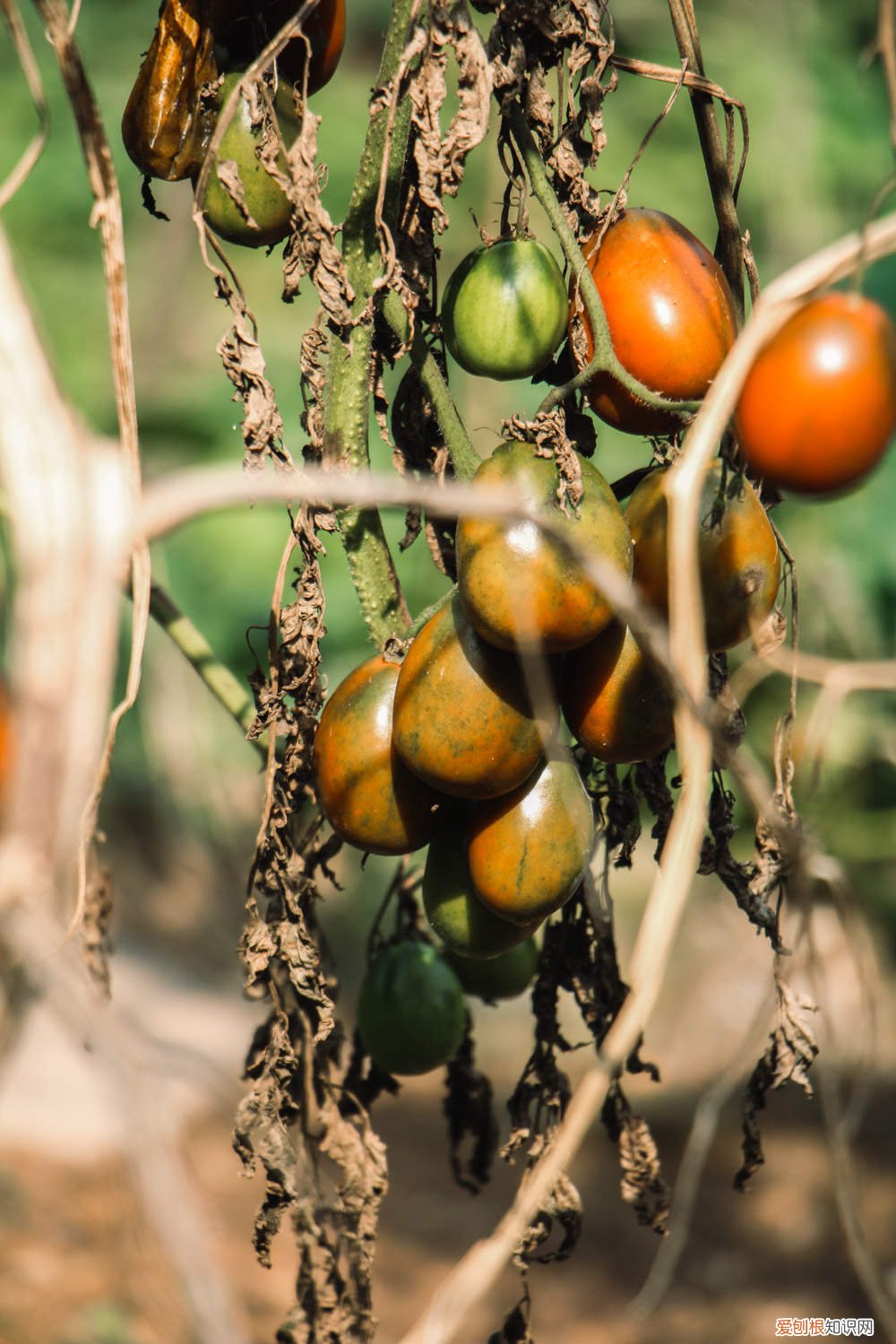 番茄可以扦插种植吗 番茄扦插育苗技术，扦插繁殖适合时间