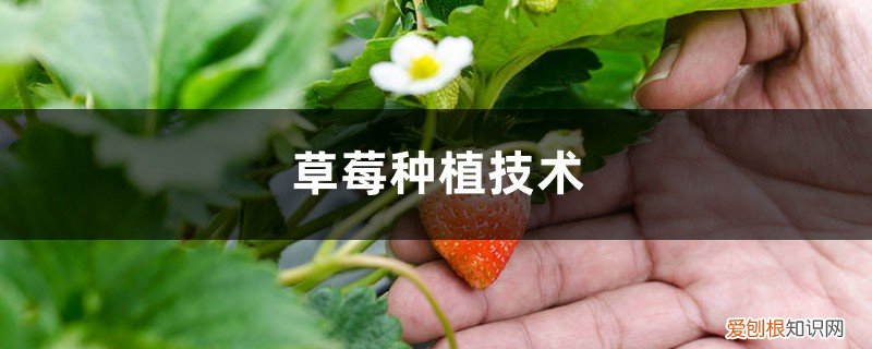 草莓种植育苗 草莓种植技术，草莓苗批发价格