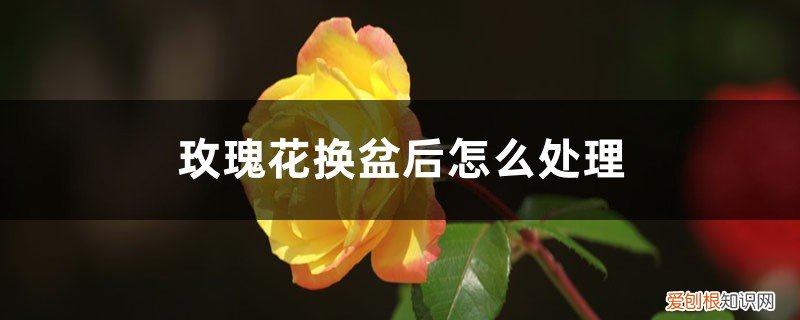 玫瑰花换盆后怎么处理,可以晒太阳吗视频 玫瑰花换盆后怎么处理，可以晒太阳吗