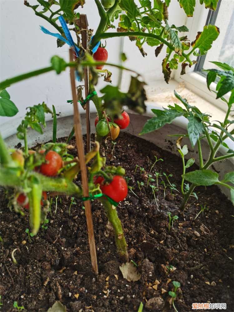 番茄苗期浇水管理技术 番茄浇水技术措施，番茄浇水原则