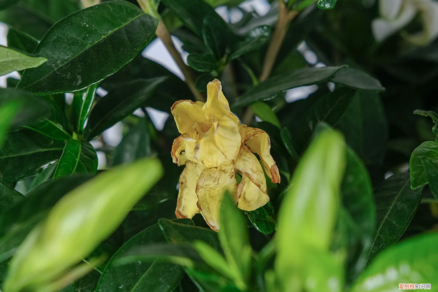 栀子花冬天开花怎么办 栀子花怎样安全度过冬天，栀子花冬天开花吗