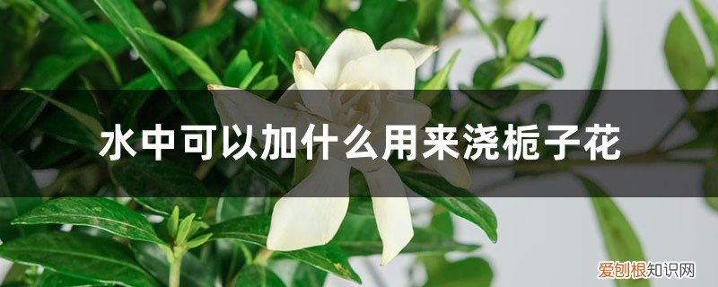 栀子水能浇花吗 水中可以加什么用来浇栀子花，浇水需要浇透吗