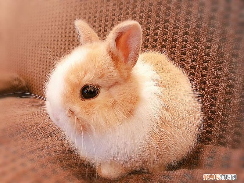 侏儒兔的智商能有几岁，侏儒兔有多聪明