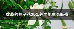 栀子花怎样养才能长得旺盛 盆栽的栀子花怎么养才能生长旺盛，需要修剪吗