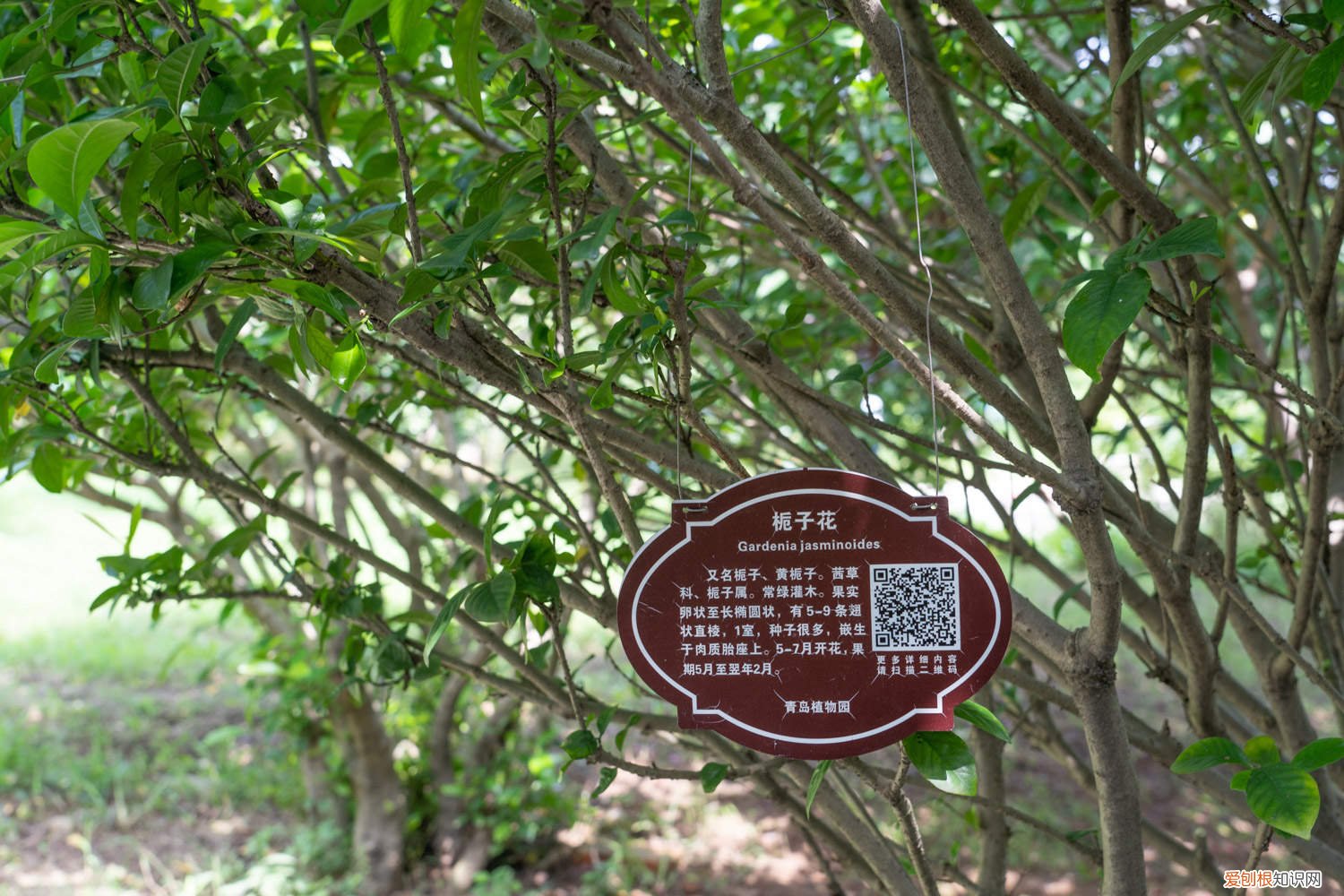 栀子花怎样养才能长得旺盛 盆栽的栀子花怎么养才能生长旺盛,需要修剪吗