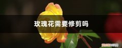 玫瑰花修剪的方法 玫瑰花需要修剪吗，修剪方法图解