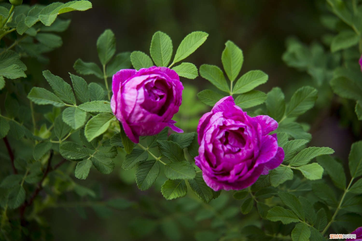 玫瑰花修剪的方法 玫瑰花需要修剪吗，修剪方法图解