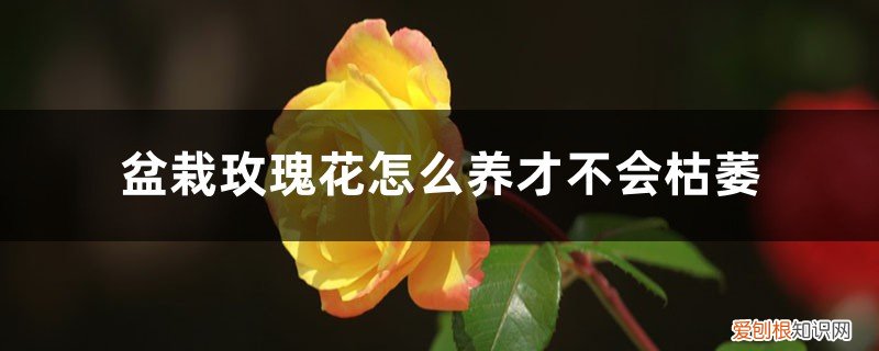 玫瑰花束怎么养才不会枯萎 盆栽玫瑰花怎么养才不会枯萎,怕冷吗