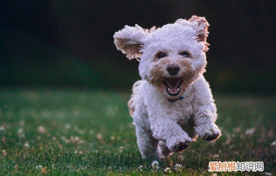 狗狗三个月能吃零食吗 三个月的狗狗可以吃冰棍吗