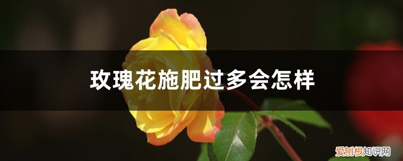 玫瑰花化肥施多了怎么办 玫瑰花施肥过多会怎样，施肥是撒在表面还是埋入土里