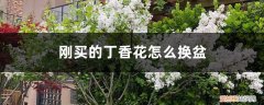 丁香花怎么换盆加土 刚买的丁香花怎么换盆，丁香花怎么养