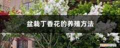 盆栽丁香花怎么修剪 盆栽丁香花的养殖方法，丁香花需要修剪吗