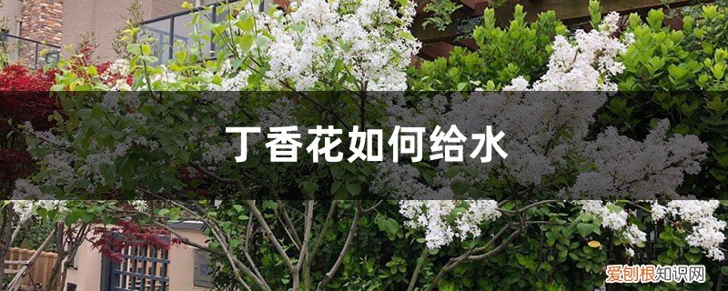 丁香花的生长是否需要水 丁香花如何给水，丁香花根部积水怎么办