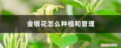 金银花种植技术与栽培管理PPT 金银花怎么种植和管理，株距多少合适