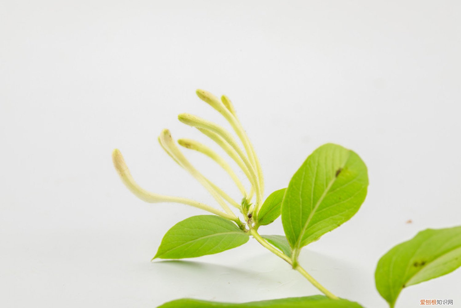 金银花种植技术与栽培管理PPT 金银花怎么种植和管理，株距多少合适