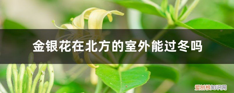 金银花北方冬天室外怎么处理 金银花在北方的室外能过冬吗，北方户外如何过冬