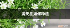 满天星怎么插花瓶怎么养 满天星如何种植，如何插花瓶好看