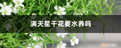 满天星花用水养吗 满天星干花要水养吗，水养能养多久