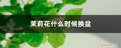 茉莉花什么时候适合换盆 茉莉花什么时候换盆，怎么换盆