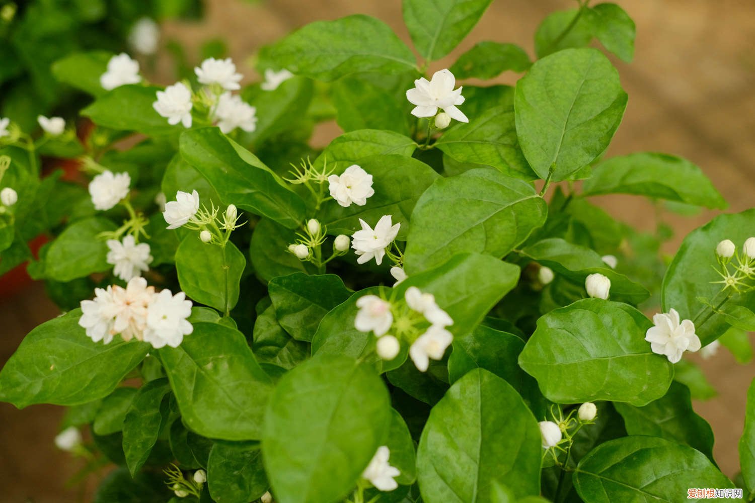 茉莉花适合什么土质栽培 茉莉花适合在什么土壤中生长，茉莉花好养吗