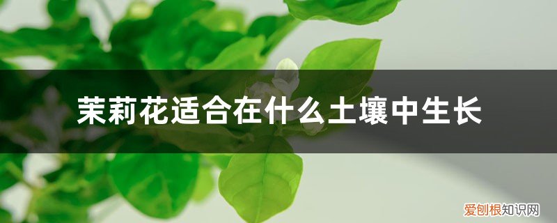 茉莉花适合什么土质栽培 茉莉花适合在什么土壤中生长，茉莉花好养吗