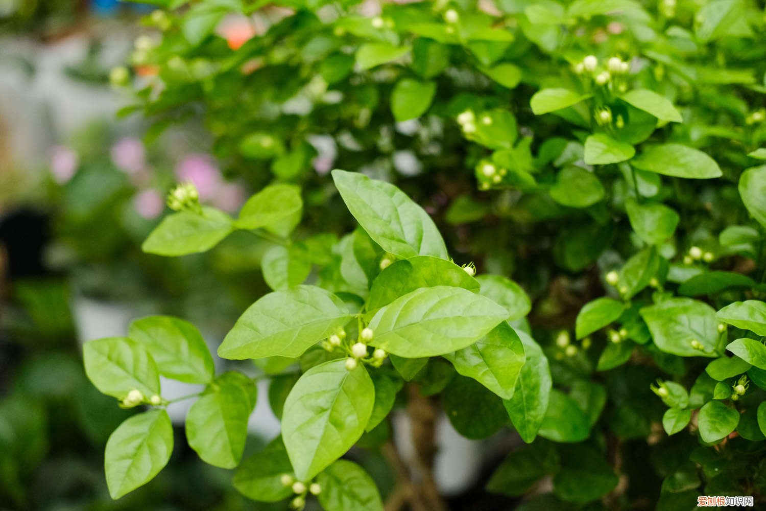 茉莉花适合什么土质栽培 茉莉花适合在什么土壤中生长，茉莉花好养吗