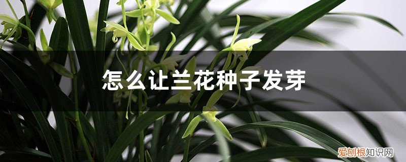 促使兰花发花芽的办法 兰花怎样授粉，怎么让兰花种子发芽