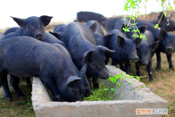 大河乌猪价格，大河乌猪肉质特点