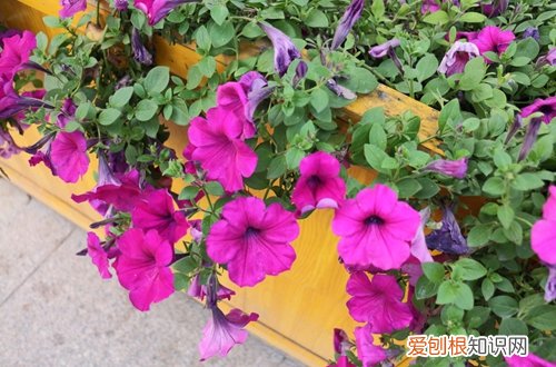 图 牵牛花怎么修 牵牛花的修剪方法和注意事项