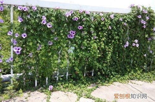 图 牵牛花怎么修 牵牛花的修剪方法和注意事项