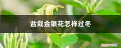 金银花冬天怎么养护 盆栽金银花怎样过冬，怕冻吗