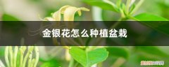 金银花怎样盆栽 金银花怎么种植盆栽，怎么种植好