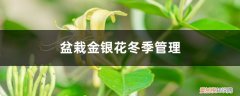 金银花室外栽种如何过冬 盆栽金银花冬季管理，冬天落叶吗