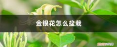 金银花在花盆种植方法 金银花怎么盆栽，要用多大的盆