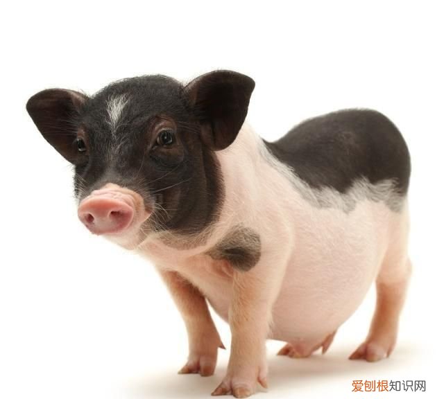 巴马香猪能长多大，巴马香猪能长多大?肉质口感好不好?