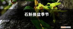 石斛换盆季节,换盆可以加底肥吗为什么 石斛换盆季节，换盆可以加底肥吗