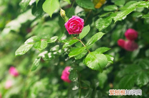 图 爬藤月季的修剪方法和注意事项 爬藤月季怎么修剪