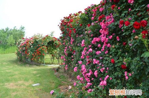 图 爬藤月季的修剪方法和注意事项 爬藤月季怎么修剪