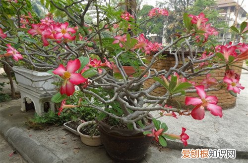 图 沙漠玫瑰怎样种植管理才花开不断(沙漠玫瑰开花怎么养护)