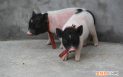 巴马香猪饲养方法，巴马香猪的饲养方法