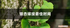 银杏树几月嫁接好 银杏嫁接最佳时间，银杏树嫁接什么树最好