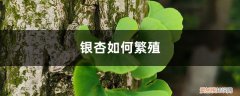 银杏怎样繁殖 银杏如何繁殖，银杏树的繁殖方法